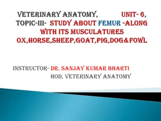 Understanding the Anatomy of the Femur in Veterinary Science