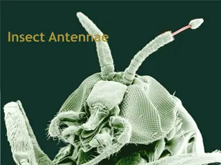 Exploring the Fascinating World of Insect Antennae