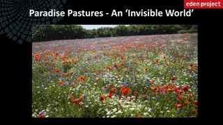 Exploring Paradise Pastures: A Journey into an Invisible World