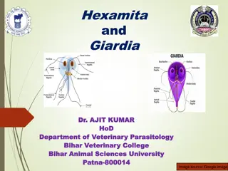 Giardia: Morphology, Life Cycle, and Pathogenesis