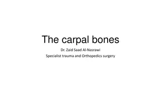 Overview of Carpal Bones and Carpal Tunnel Anatomy