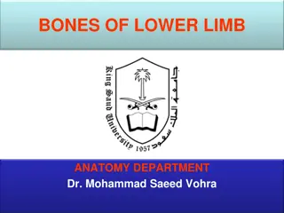 Lower Limb Bones Anatomy Overview