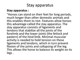 The Anatomy of Horses and Domestic Ruminants