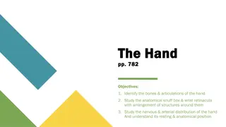 The Anatomy of the Hand and Wrist