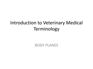 Veterinary Medical Terminology: Introduction to Body Planes and Common Terms