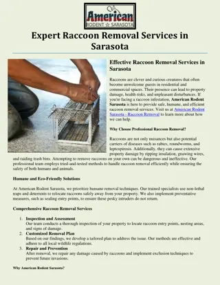 Expert Raccoon Removal Services in Sarasota | American Rodent Sarasota