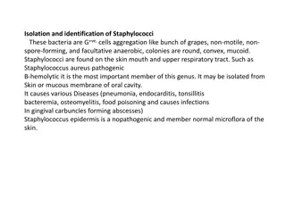 Isolation and Identification of Staphylococci: Procedures and Interpretation