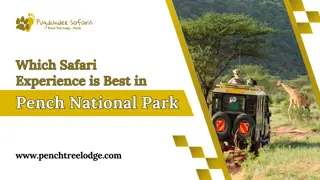 Which Safari Experience is Best in Pench National Park