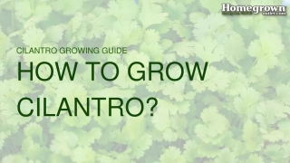how to grow cilantro?