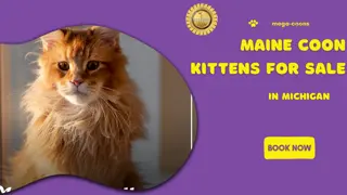 Maine Coon Kittens for Sale in Michigan- Adorable, Clever Companions