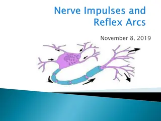 Functions of the Nervous System: Irritability and Conductivity