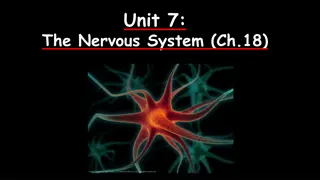 The Nervous System: Structure and Functions