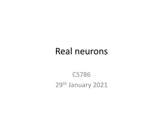 Real neurons