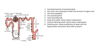 Understanding Renal Tubule Function