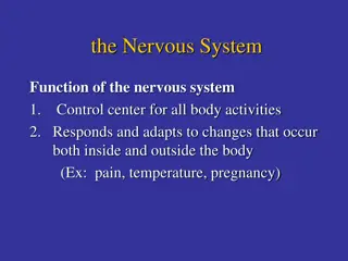 the Nervous System