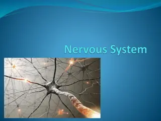 Functions of the Nervous System