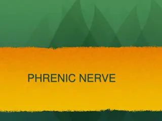 PHRENIC NERVE