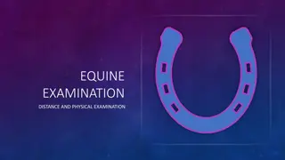 Equine Examination - Distance and Physical Assessment