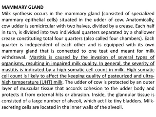 Milk Synthesis in Mammary Gland: Anatomy and Function