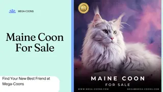 Maine Coon For Sale- Affectionate Kittens in Wisconsin