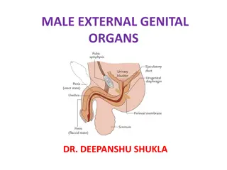 MALE EXTERNAL GENITAL  ORGANS