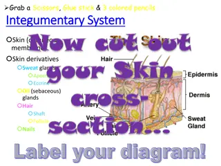 Diagram of Integumentary System Components