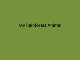 My Rainforest Animal