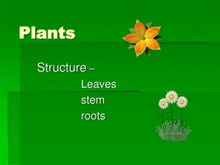 Plant Leaf Structure and Function