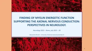 FINDING OF MYELIN ENERGETIC FUNCTION SUPPORTING THE AXONAL NERVOUS CONDUCTION: PERSPECTIVES IN NEUROLOGY