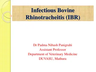 Infectious Bovine  Rhinotracheitis (IBR)