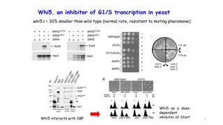 Whi5, an inhibitor of G1/S trancription in yeast