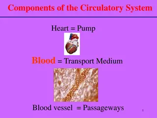 Circulatory System: Components and Functions