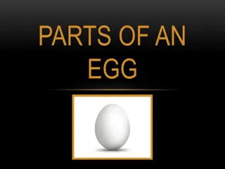 PARTS OF AN  EGG