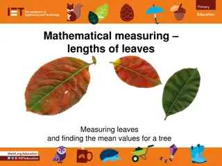 Measuring Lengths of Leaves and Finding Mean Values for a Tree