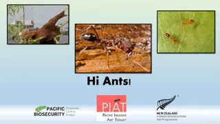 Invasive Ants and Their Impact