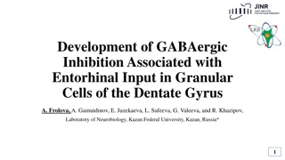 Development of GABAergic Inhibition in Dentate Gyrus Granular Cells