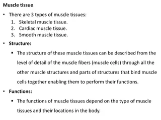 Overview of Muscle Tissue Types and Functions