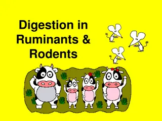 Digestion in Ruminants & Rodents