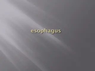 The Esophagus: Structure, Function, and Disorders