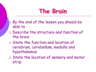 The Brain