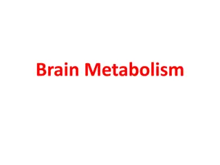 Brain Metabolism and Energy Production