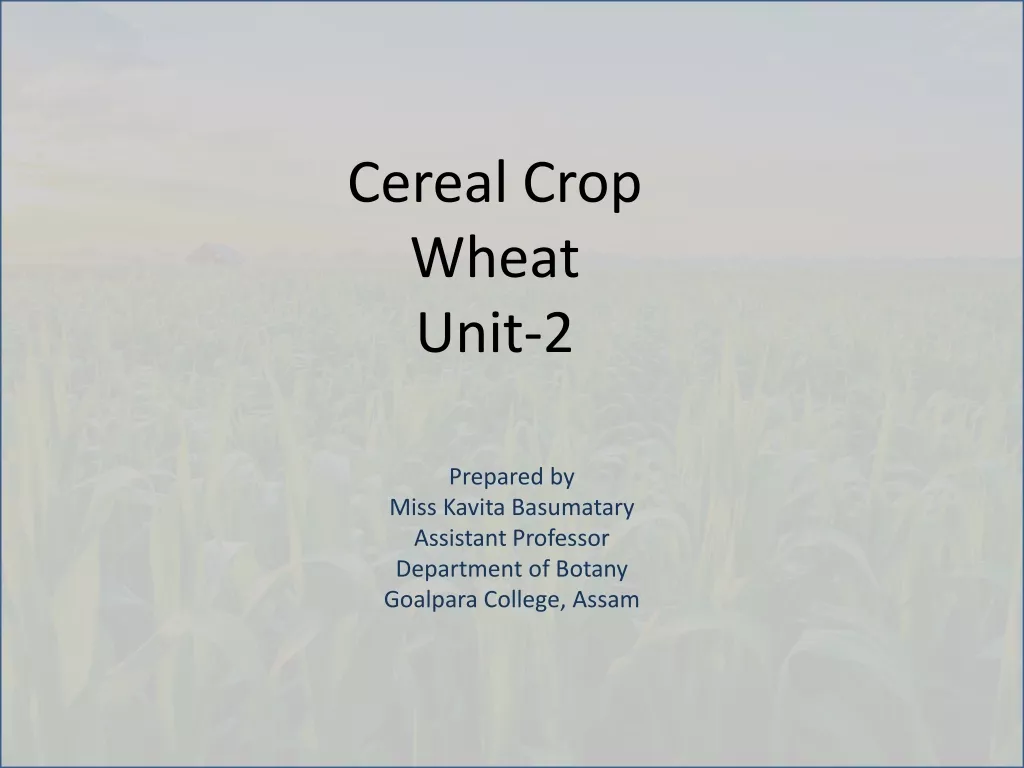 Wheat: Origin, Cultivation, and Botanical Description