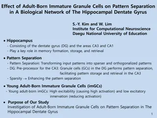 Adult-Born Immature Granule Cells Impact on Pattern Separation in Hippocampal Network