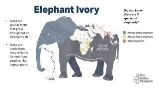 The Impact of Elephant Ivory and Endangered Elephants