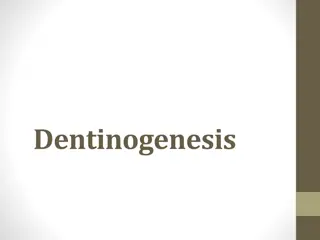 Dentinogenesis: A Comprehensive Overview