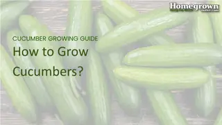 How to Grow Cucumbers