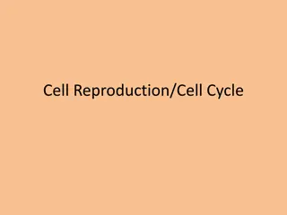 Cell Reproduction and the Cell Cycle