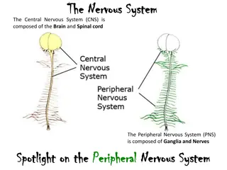 The Nervous System: CNS, PNS, SNS, and ANS