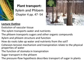 Plant Transport Systems: Xylem and Phloem