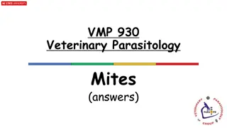 Veterinary Parasitology: Mites, Poultry Mite Characteristics, and Minor Mites Quiz